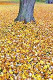 Blanket Of Leaves_29893
